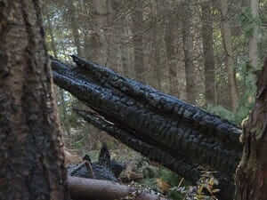 Charred tree remains caused by lightning strike