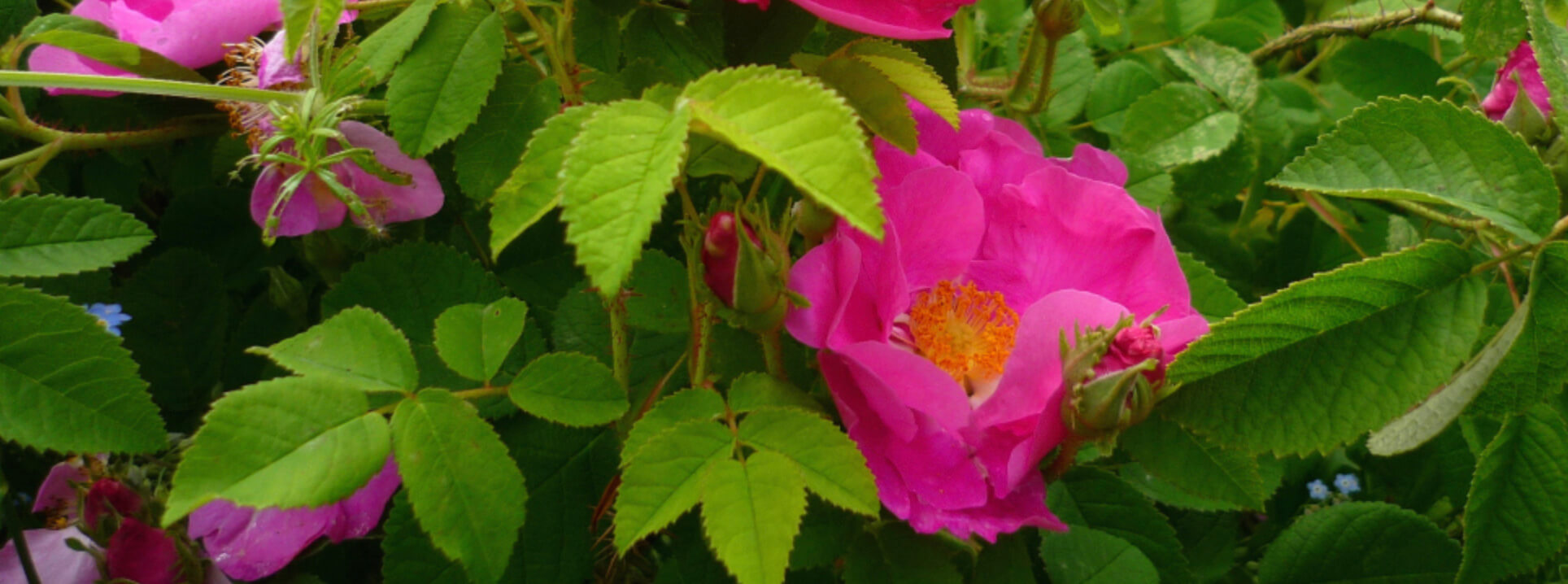 Red Rose Petals - Smudge Metaphysical