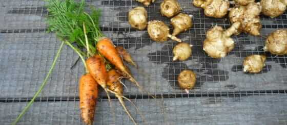 Root Vegetables from the garden